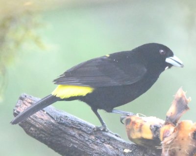 Male Flame-rumped Tanager