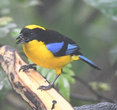 Blue-winged Mountain-Tanager