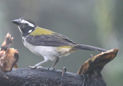 Black-winged Saltator