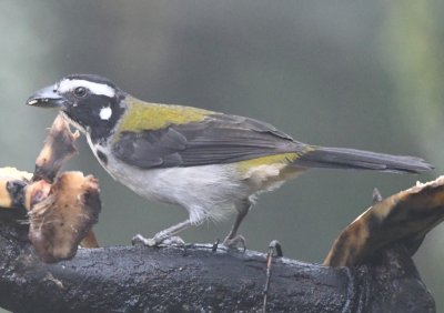 Black-winged Saltator