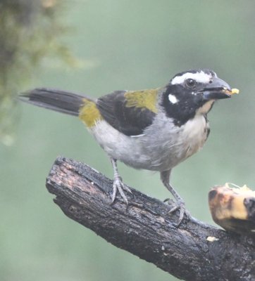 Black-winged Saltator