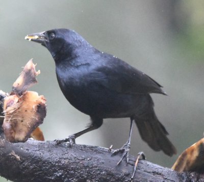Scrub Blackbird