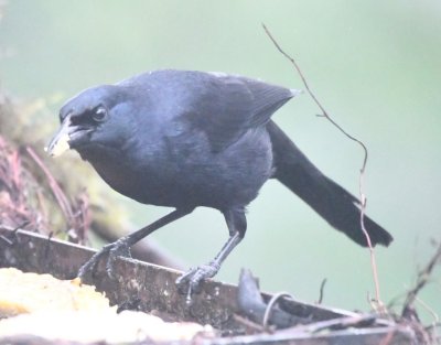 Scrub Blackbird
