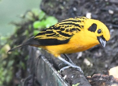 Golden Tanager