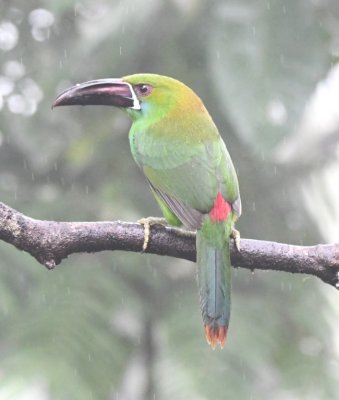 Scarlet-rumped Toucanet (back view)