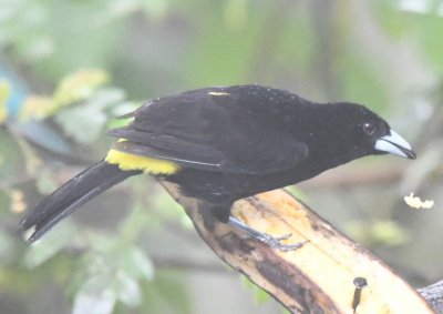 Male Flame-rumped Tanager