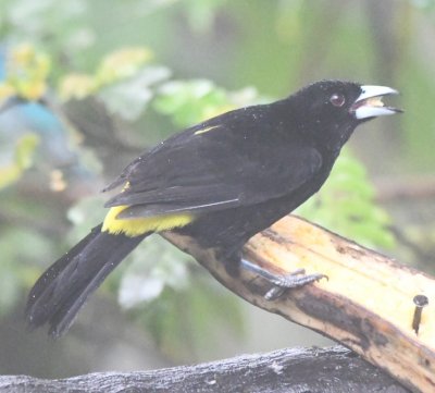 Male Flame-rumped Tanager
