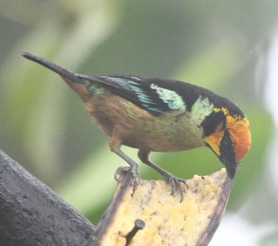 Flame-faced Tanager