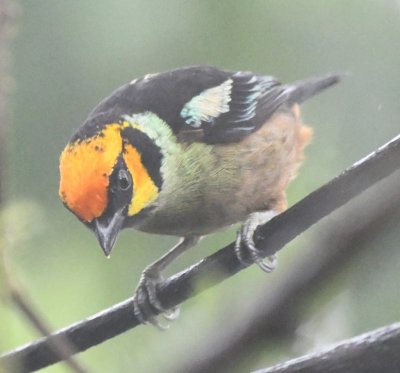 Flame-faced Tanager