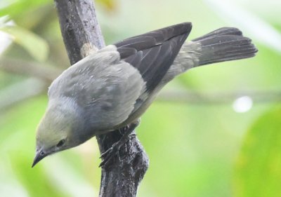 Palm Tanager