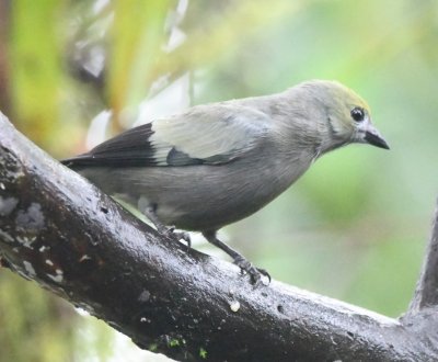 Palm Tanager