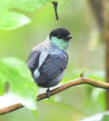 Black-capped Tanager