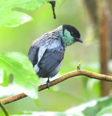Black-capped Tanager