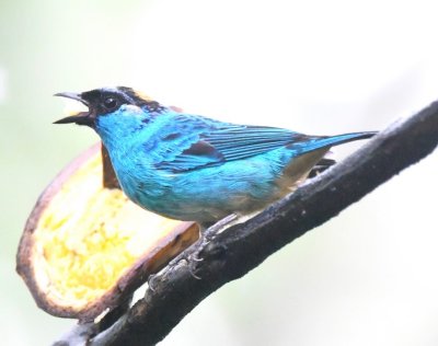 Golden-naped Tanager