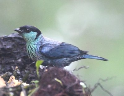 Black-capped Tanager