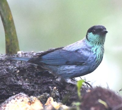 Black-capped Tanager