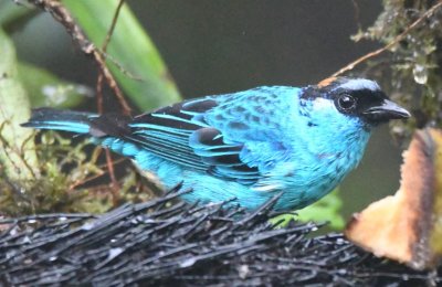 Golden-naped Tanager