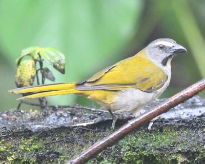 Buff-throated Saltator