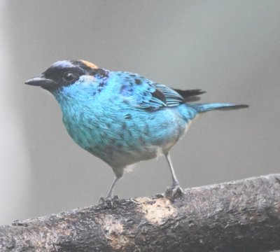 Golden-naped Tanager