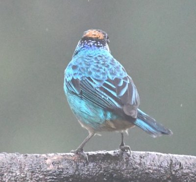 Golden-naped Tanager (back view)