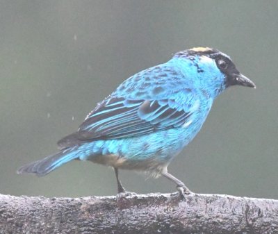 Golden-naped Tanager
