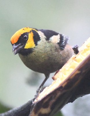 Flame-faced Tanager