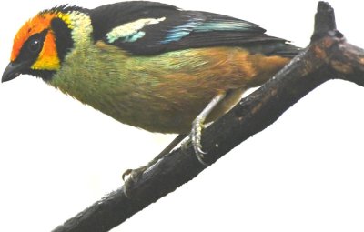 Flame-faced Tanager