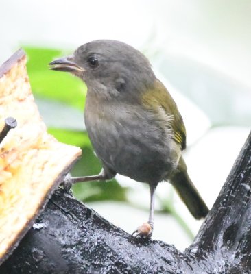 Dusky Bush-Tanager