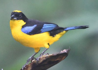 Blue-winged Mountain-Tanager