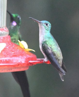 Andean Emerald with an Empress Brilliant in the background