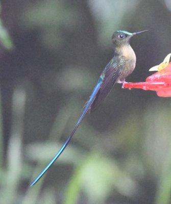 Male Violet-tailed Sylph
