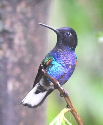 Velvet-purple Coronet