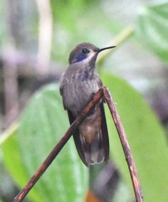 Brown Violetear