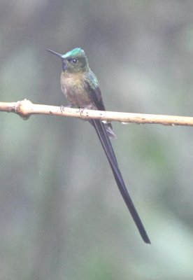 Violet-tailed Sylph at rest