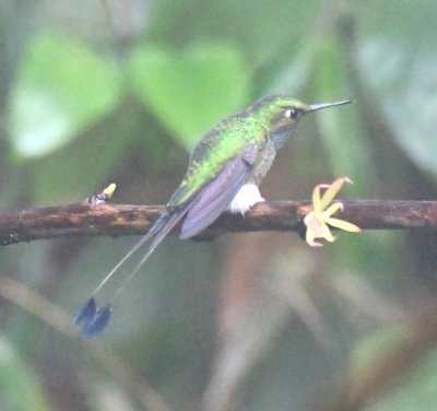 Male Booted Racquettail