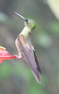 Fawn-breasted Brilliant