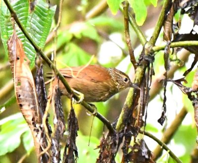 Back up the trail, we saw the Lineated Foliagegleaner