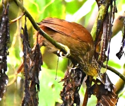 Lineated Foliagegleaner