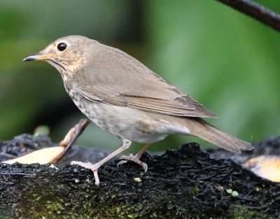 Swainson's Thrush