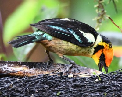 Flame-faced Tanager