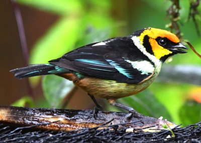 Flame-faced Tanager