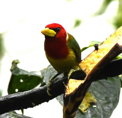 Male Red-headed Barbet