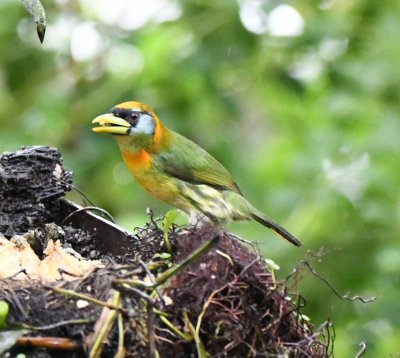 Female Red-headed Barbet
