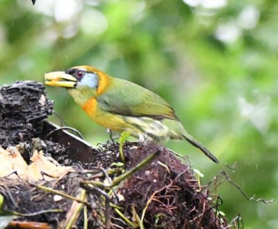 Female Red-headed Barbet