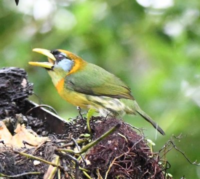 Female Red-headed Barbet
