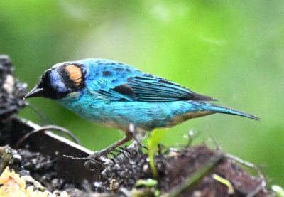 Golden-naped Tanager