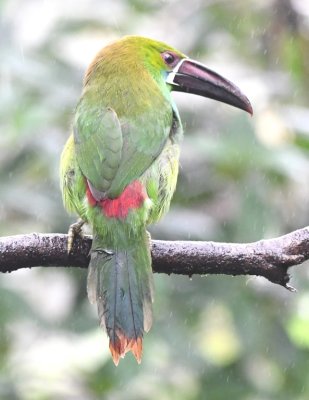 Scarlet-rumped Toucanet (back view)
