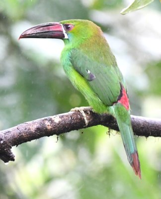 Scarlet-rumped Toucanet