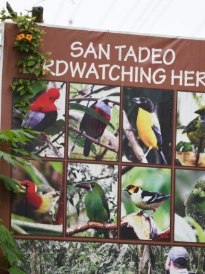 Our next stop was a small place that was a big draw for birds, San Tadeo Birdwatching feeders.