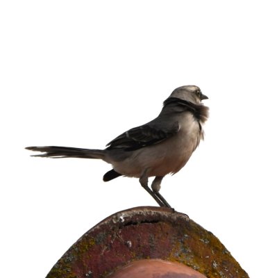 Windblown Tropical Mockingbird
From San Tadeo, we went to the Mitad del Mundo monument to the equator in Quito.
We went to see the monument, but couldn't help birding too.